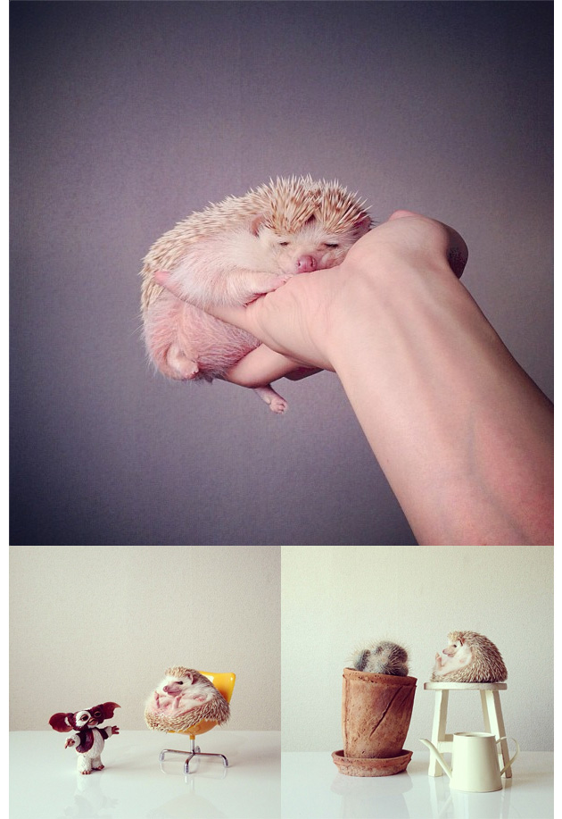 Animales en Instagram - darcytheflyinghedgehog