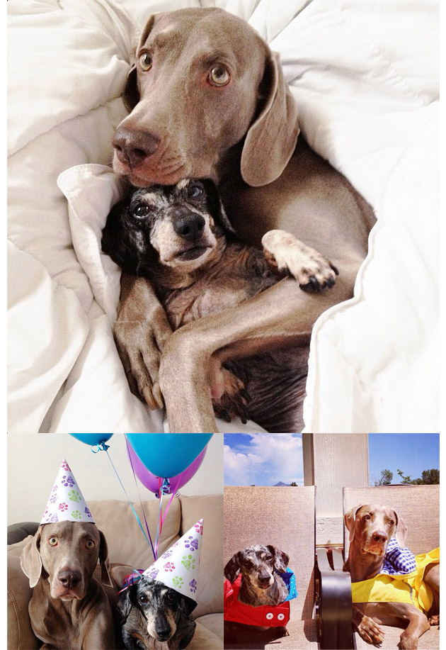 Animales en Instagram - harlowandsage