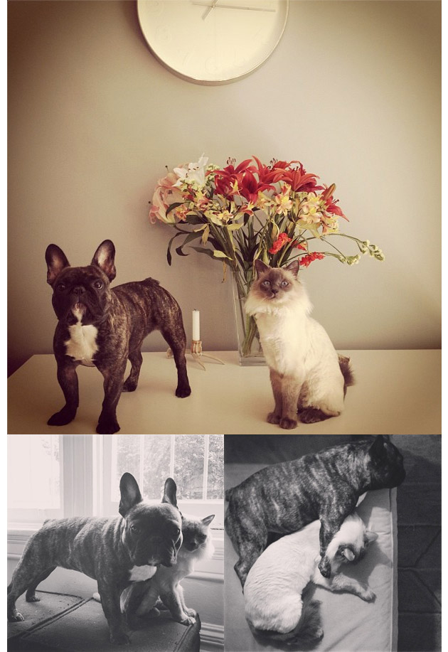 Animales en Instagram - _unlikelyfriends_
