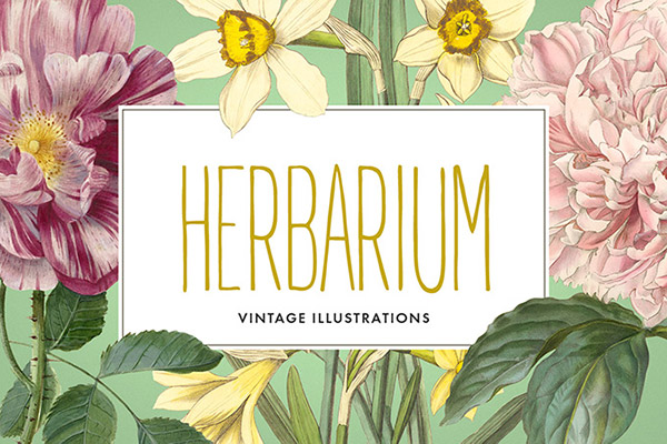Vintage Herbarium Illustrations | Recursos gratuitos de junio para diseñadores  | mlmonferrer.es